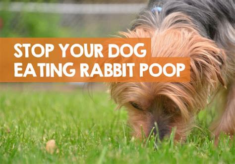 how to stop dog from eating rabbit poop